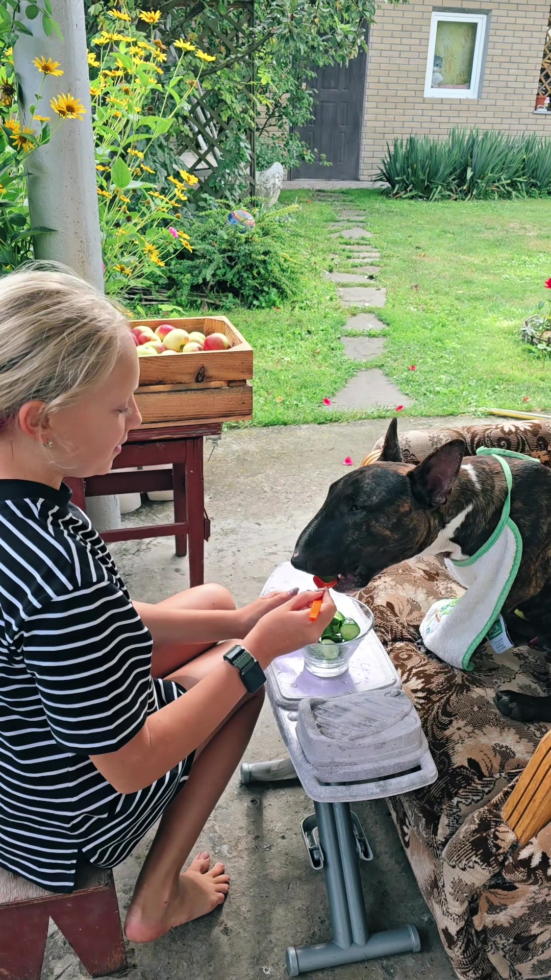@Terra_Viva_minibullterrier
