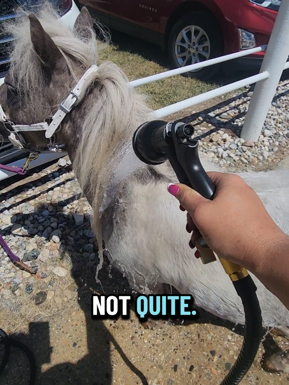 @minihorsemomandtrainer🐴🐴🐴🐴