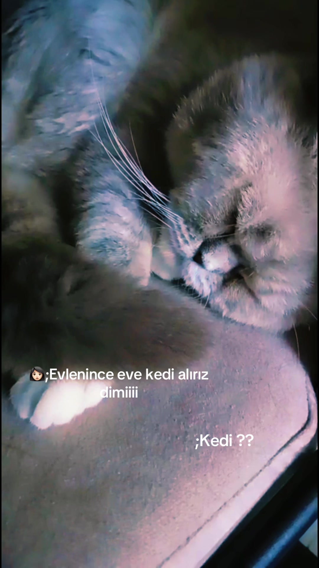 @🇹🇷 ͜͡✭𓃥 αүүιℓ∂ιz🦅🐺🤘A.S✨9