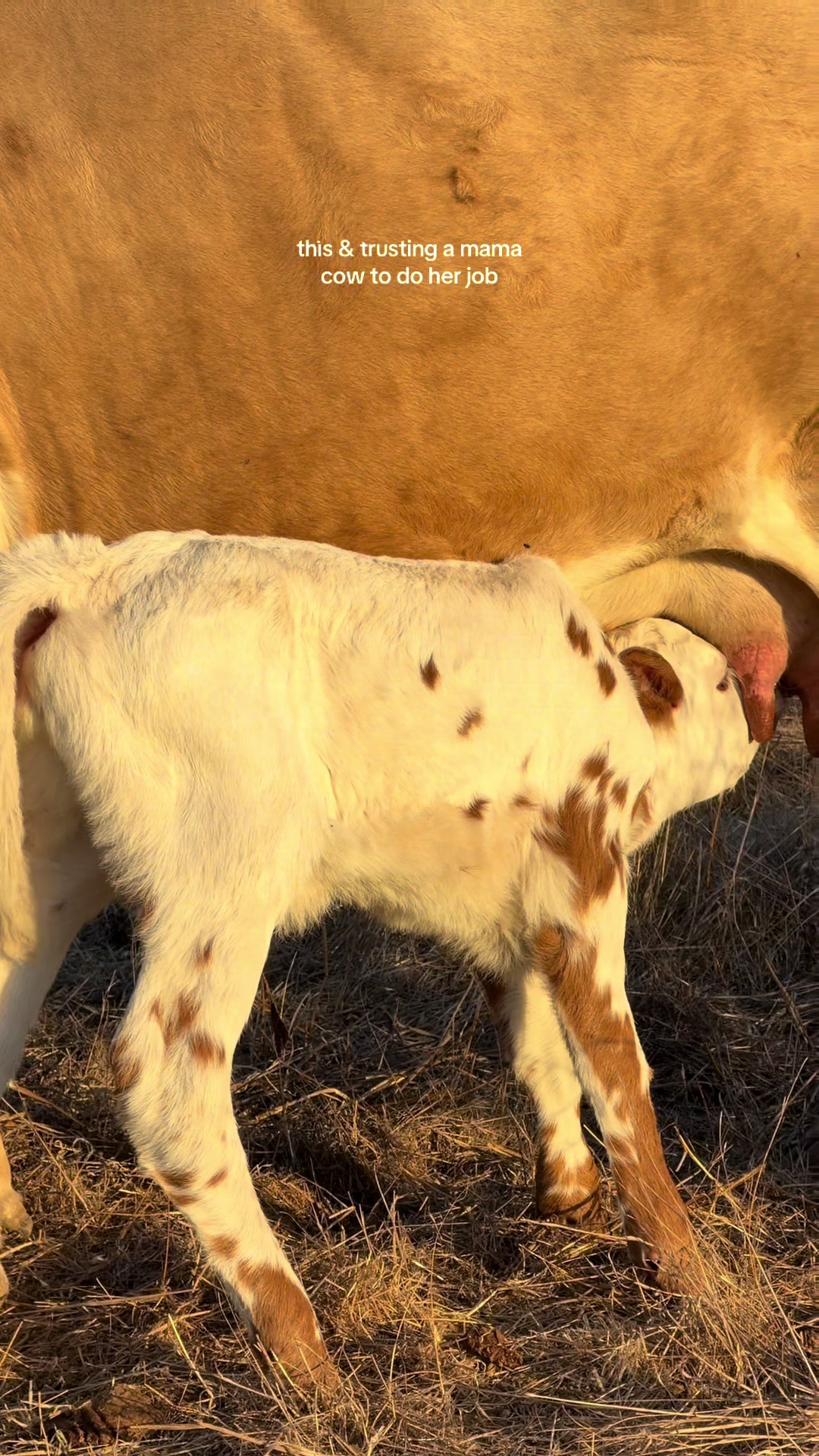 @hvrcattle