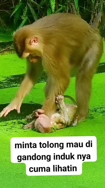@babah zikri