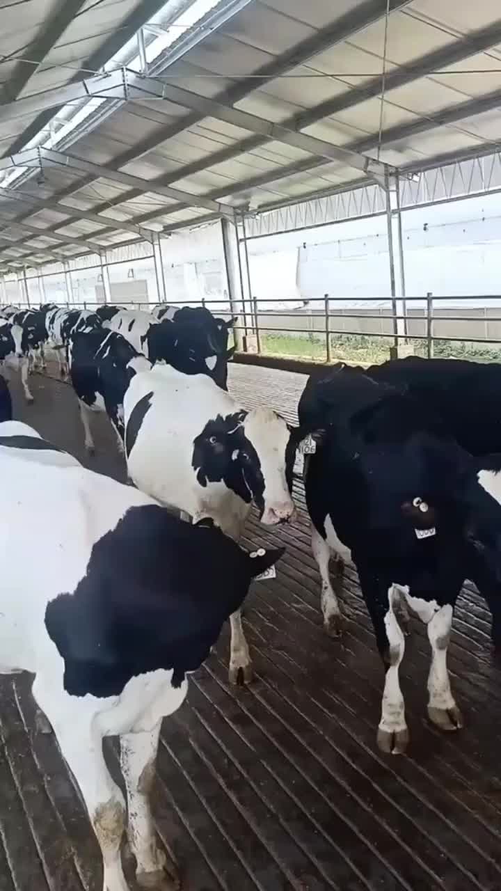 @ADAM MILK FARM