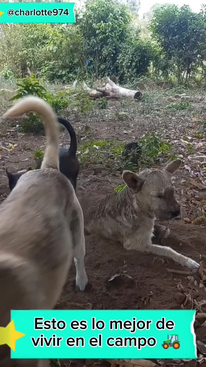 @Charlotte🐕🦺🐈🐕🦬🐐🐎🐄🐒