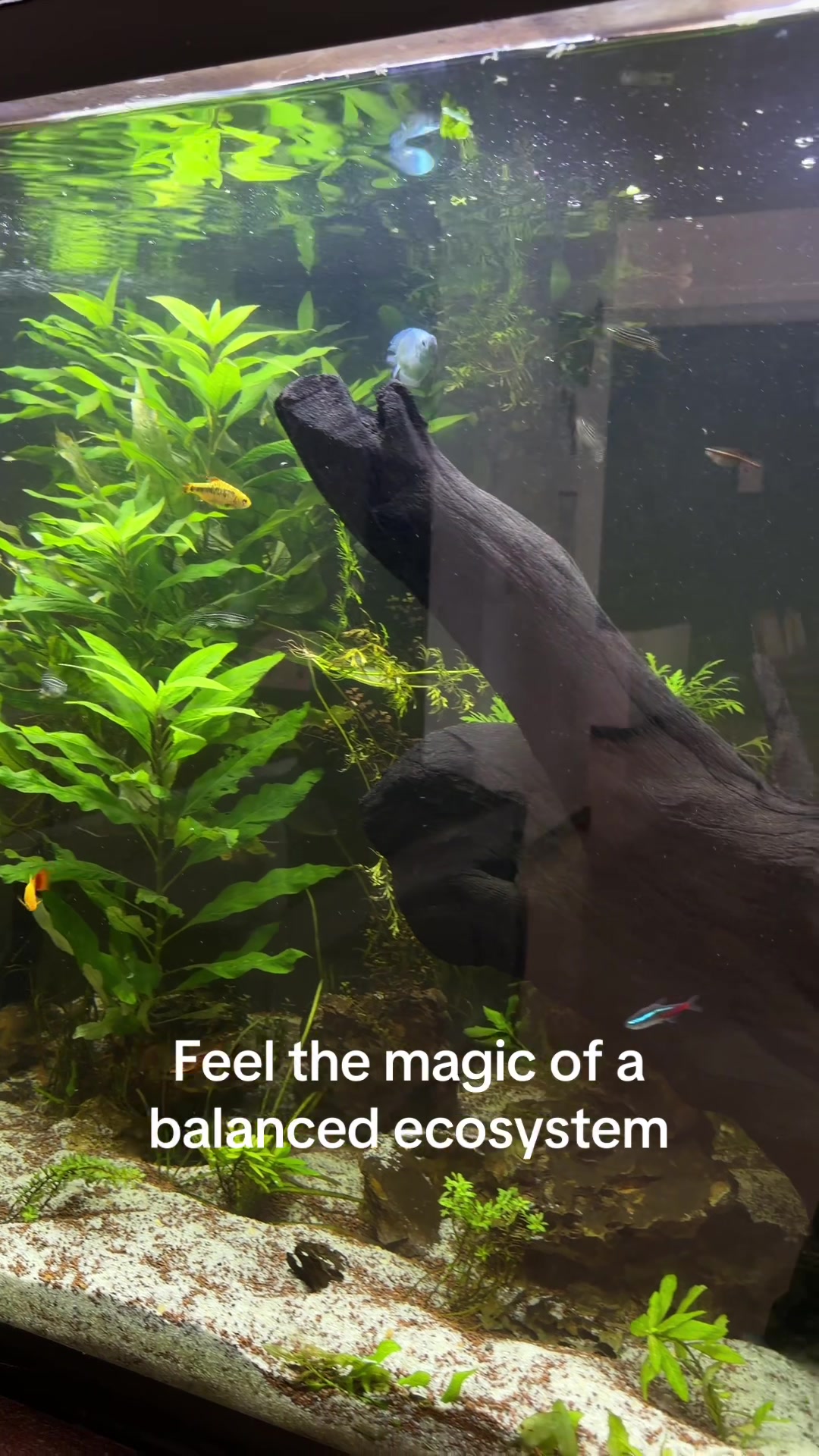 @YN Aquatics Ltd