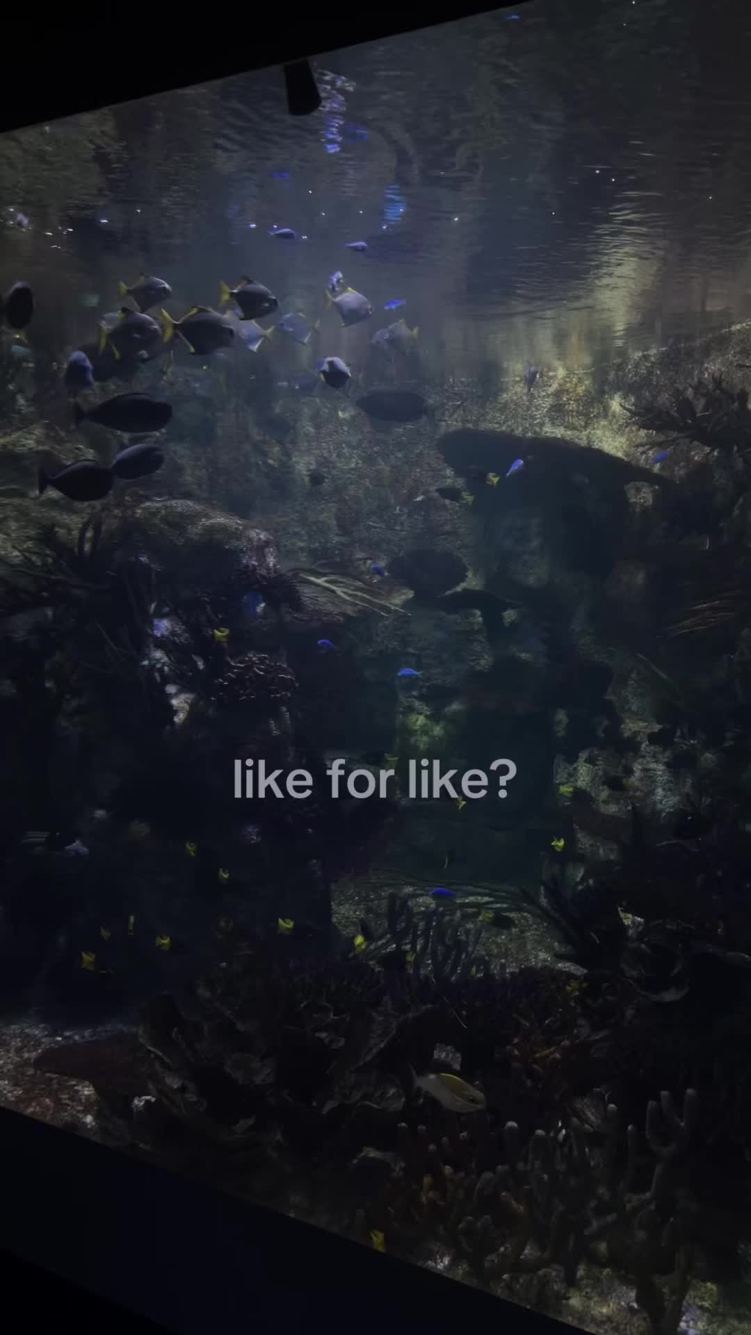 @like my reposts