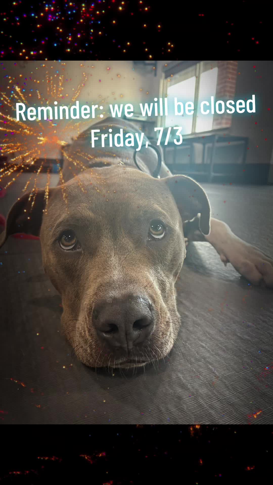 @Cordial Canine