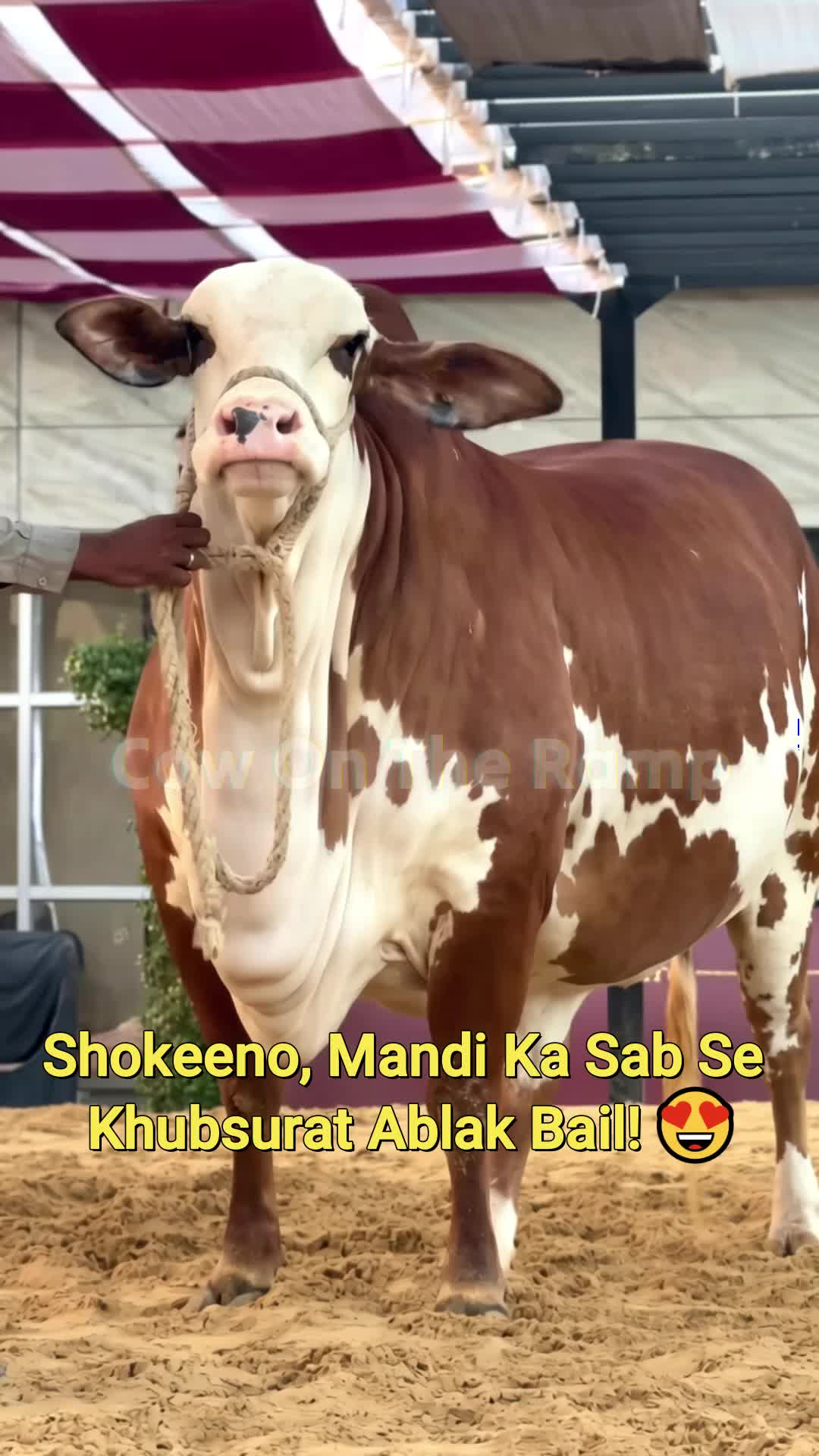 @Cow On The Ramp