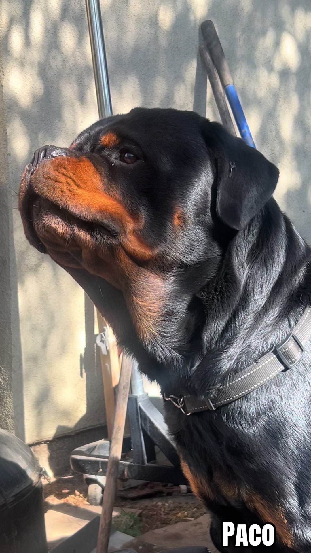 @pacotherottweiler