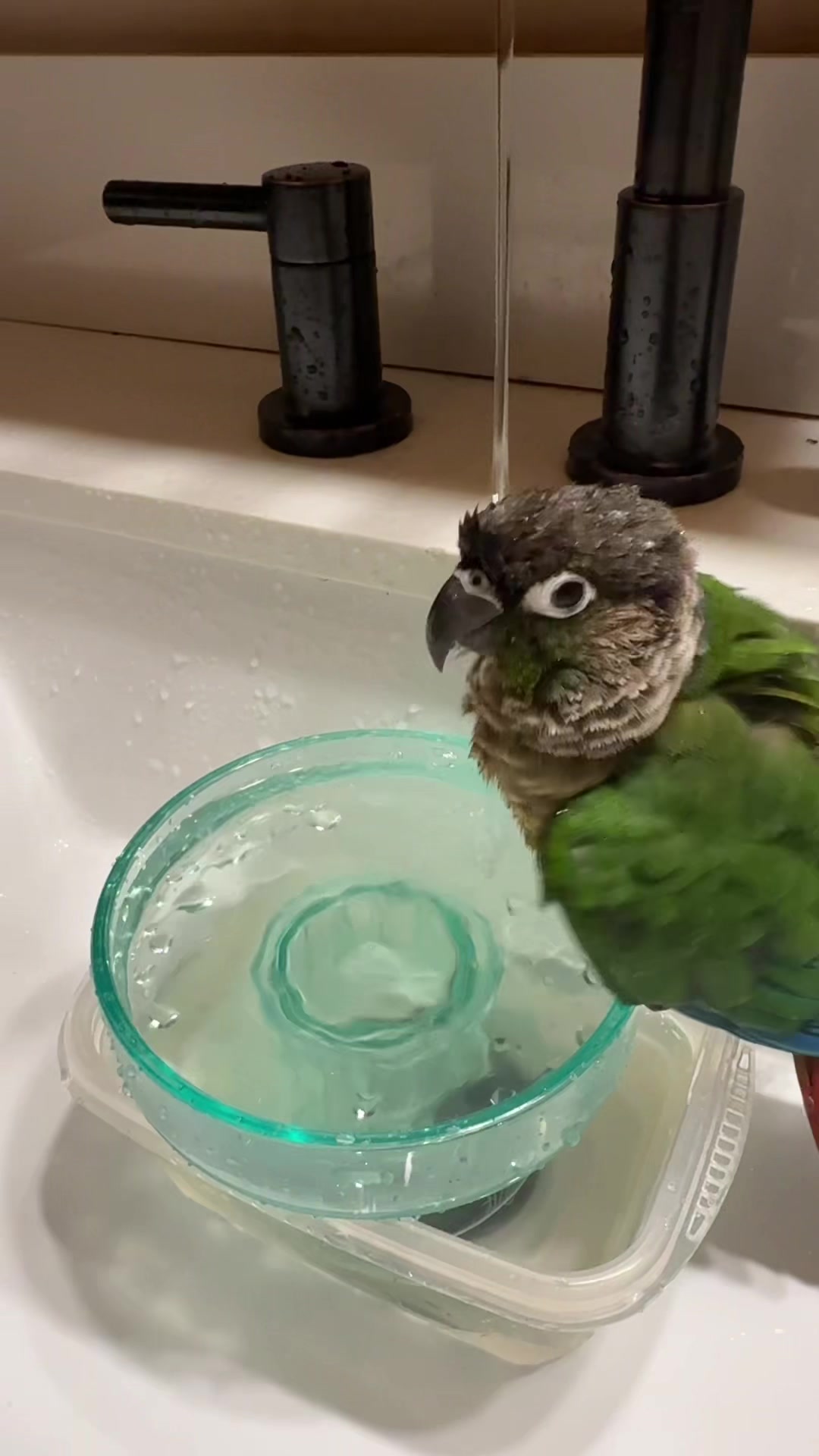 @birdgirl411