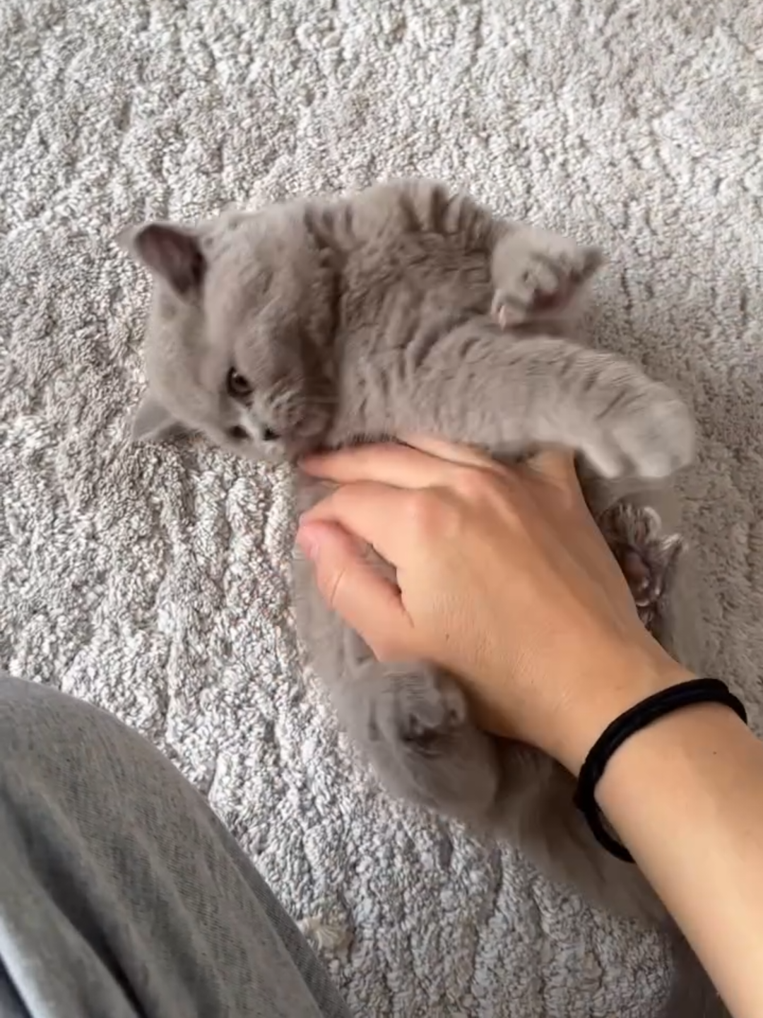@Chonky World Of Cats
