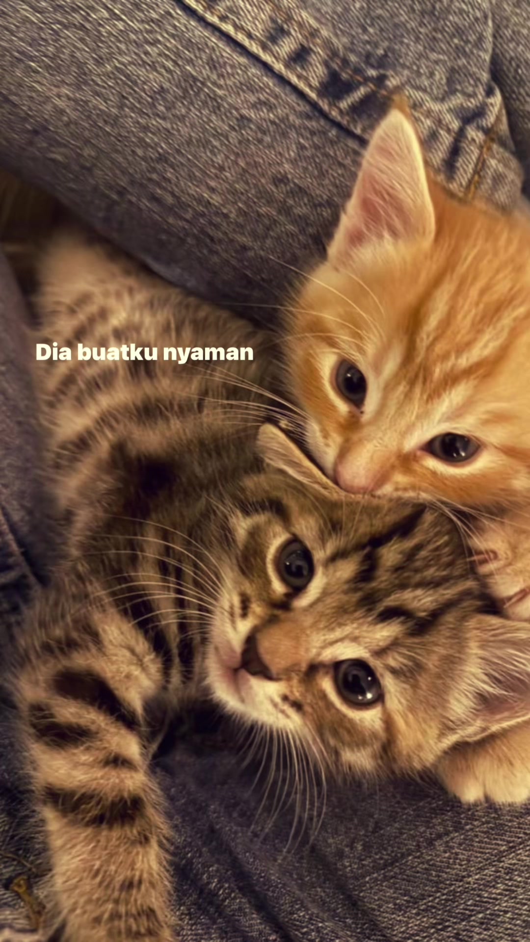 @^~^