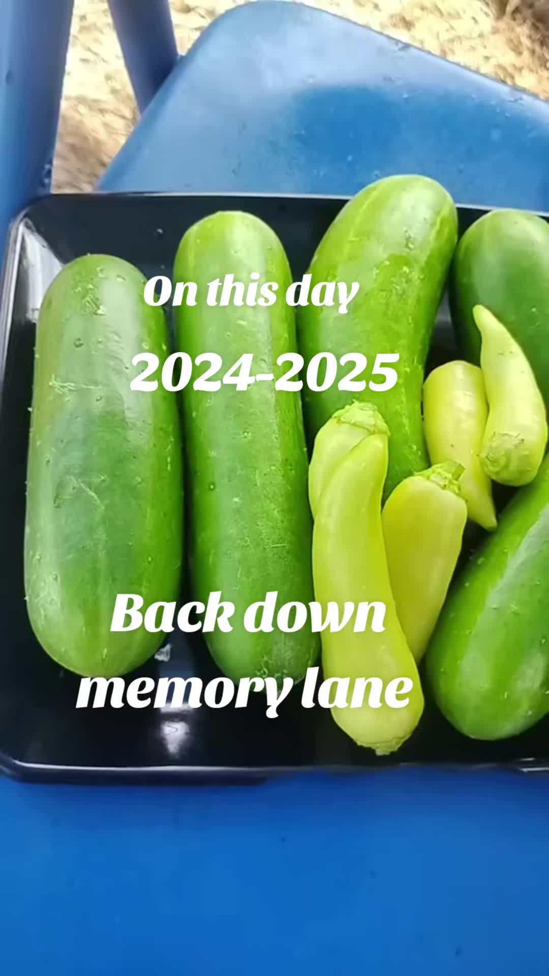 @Ronnie's garden🍅🫑🥬🥒🌻🌺