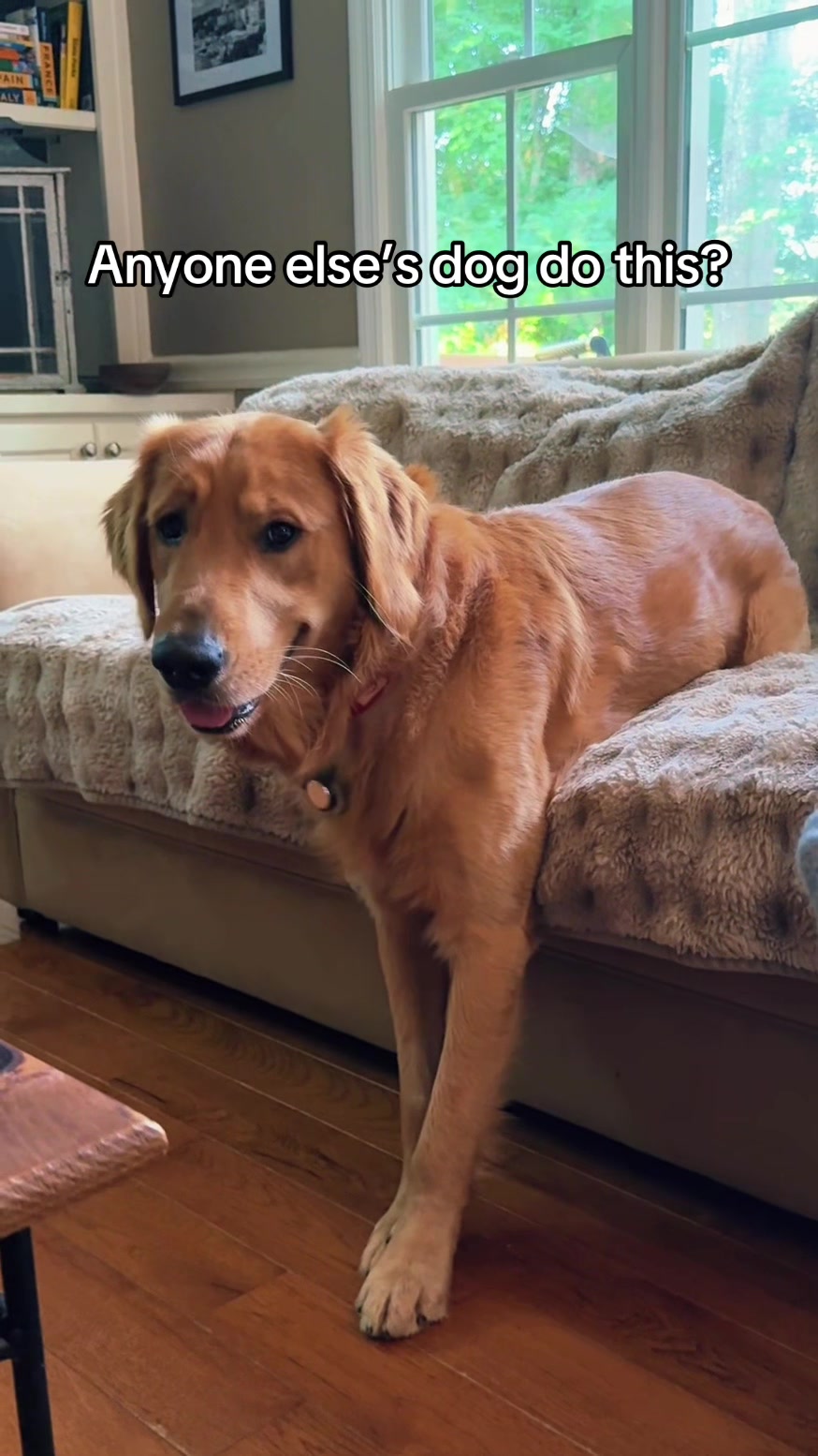 @Charlie the Golden