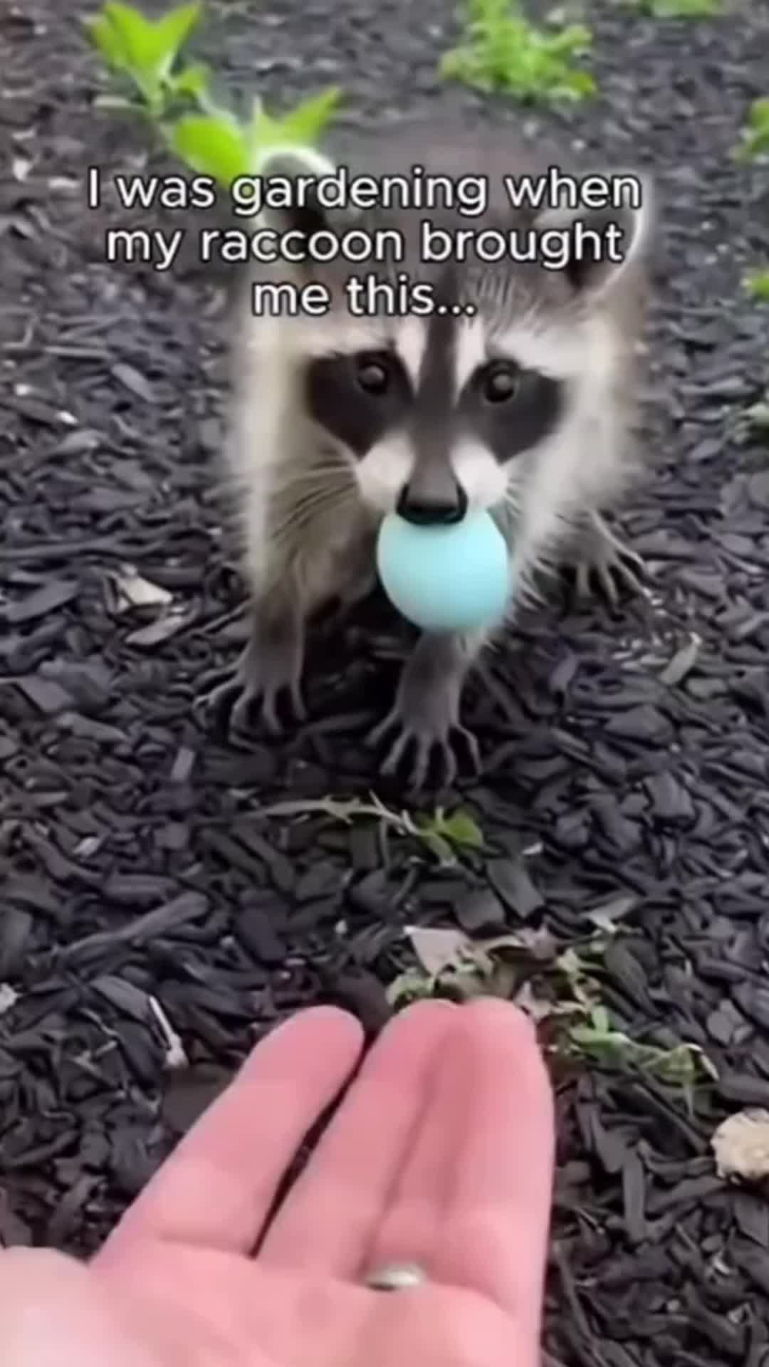 @soccerfan765