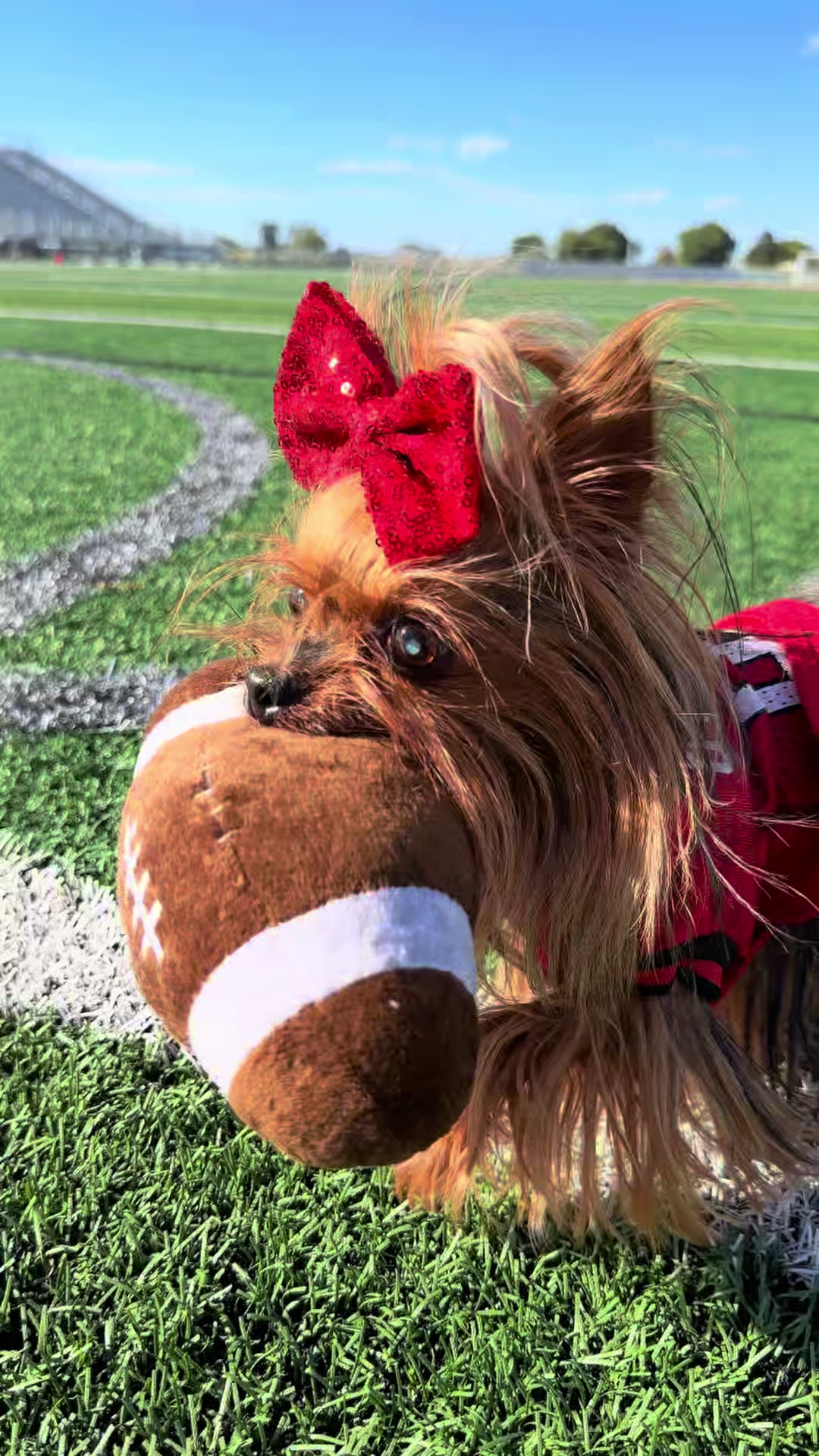 @The Utah Yorkies