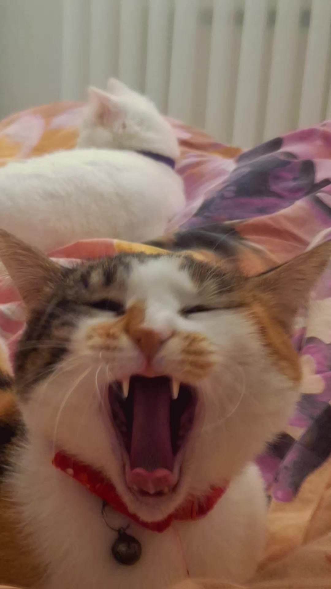 @😺Şila😻Şima😺