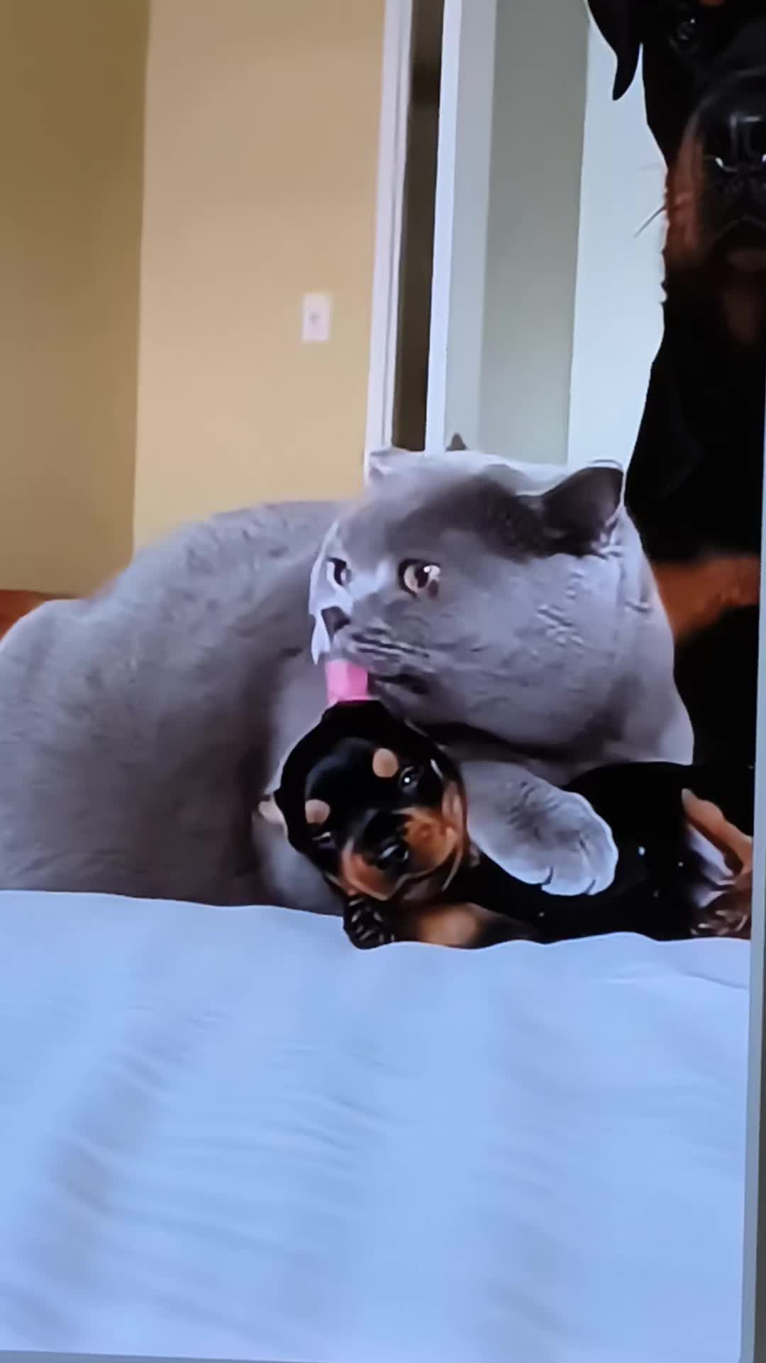 @RingDoorBellVideos