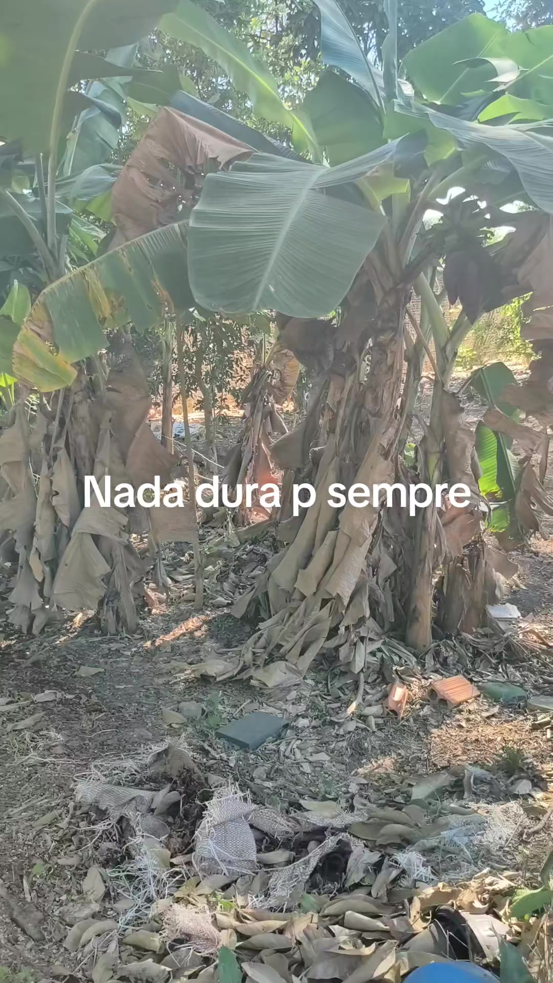 @Valdeny Brito