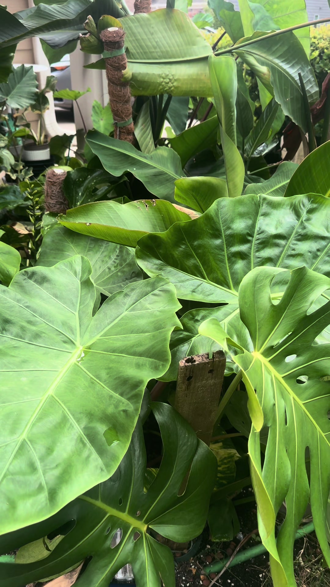 @Plant Deco ATL