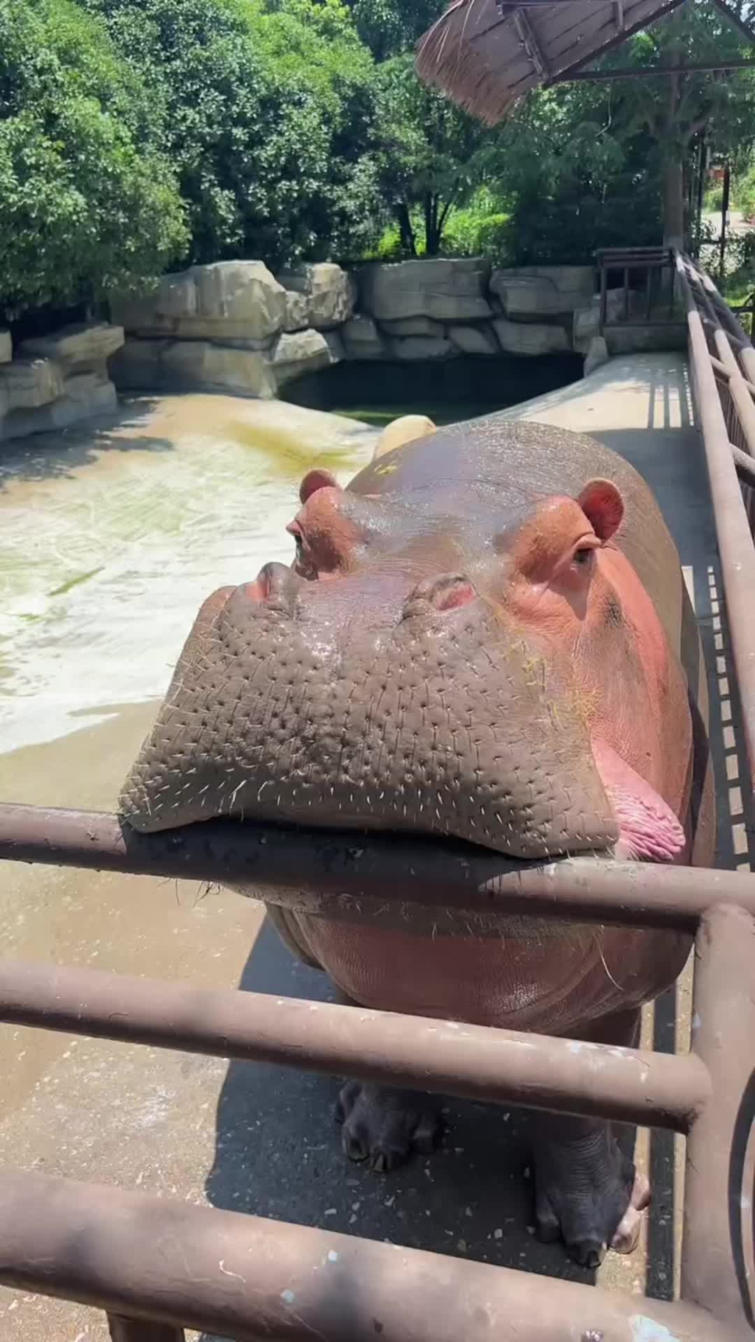 @Hippo