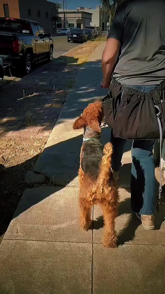 @Tactical K9s Dog Training