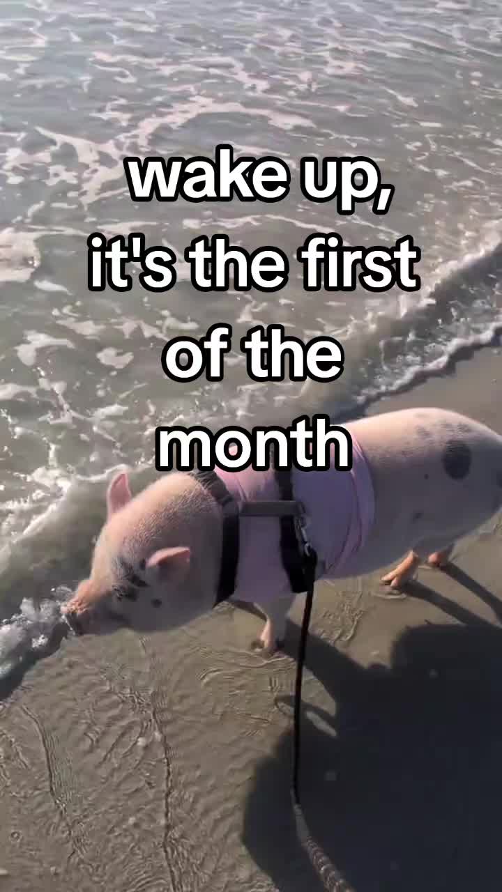 @OnePigHappyFamily