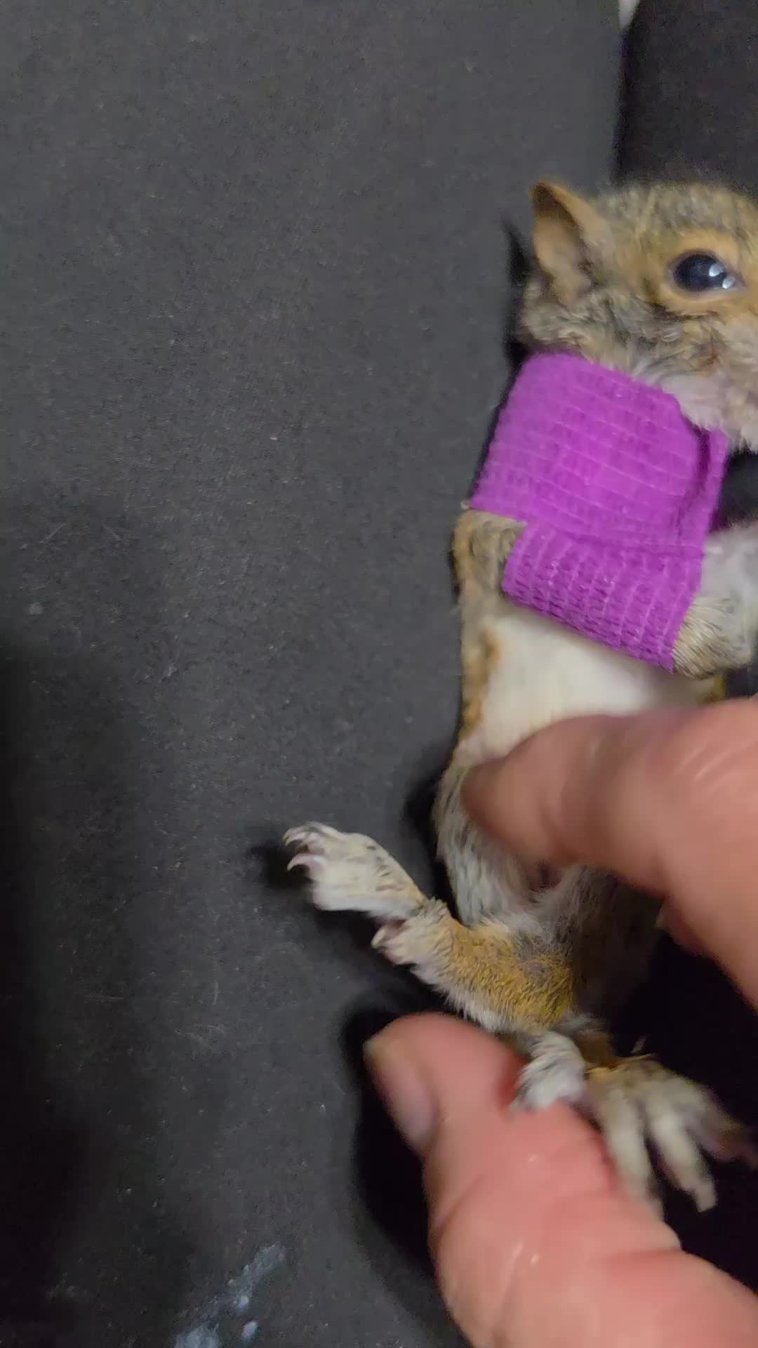 @Little Bit Wildlife Rescue