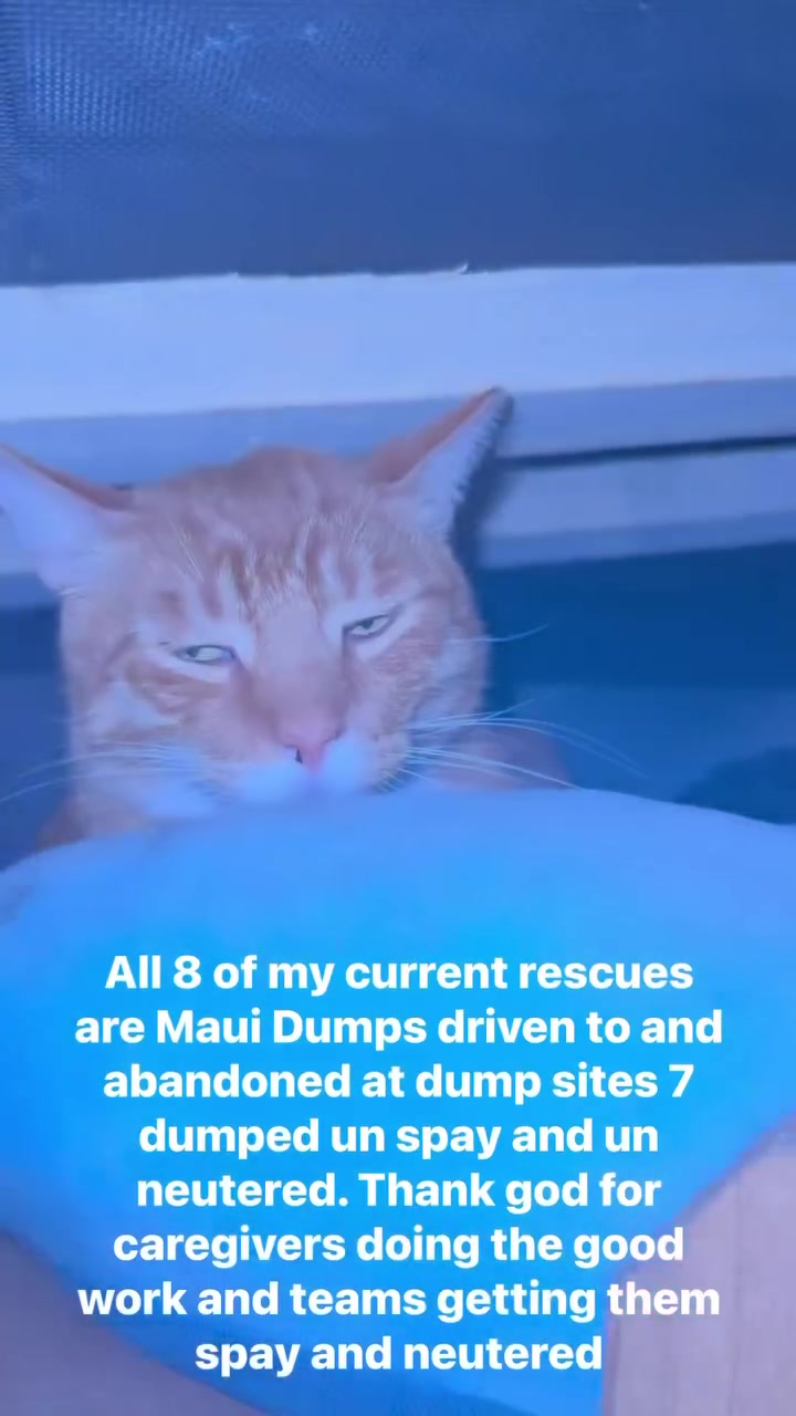 @meowypopoki
