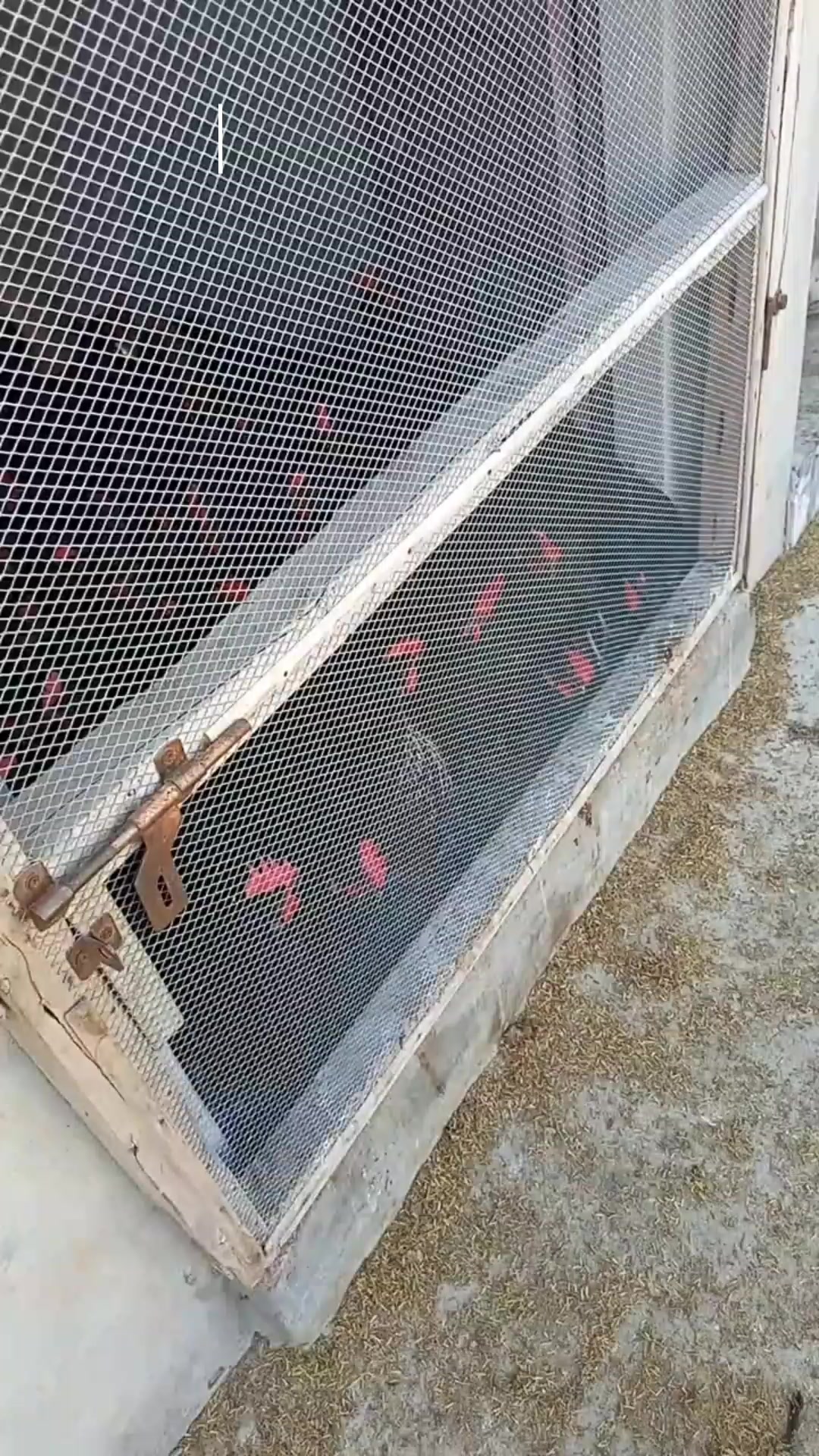 @NDIAYE-BREEDING 🐔