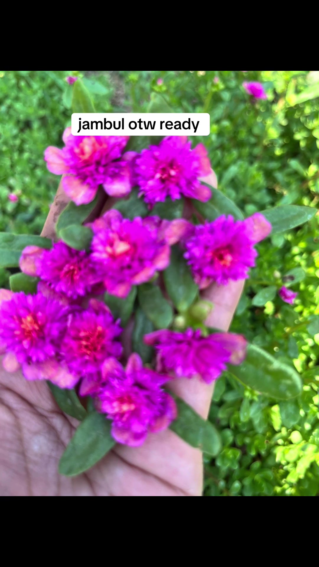 @Xeema_Nursery