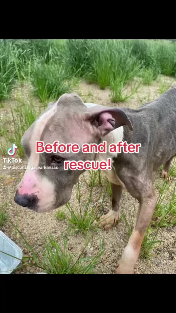 @MrAnimalRescuer