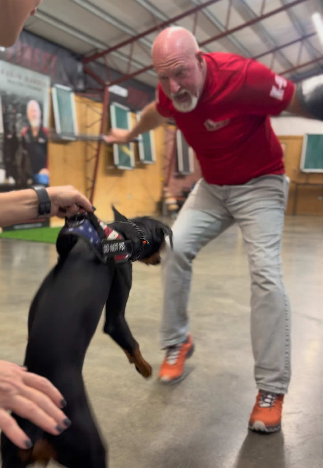 @Protection Dog Sales