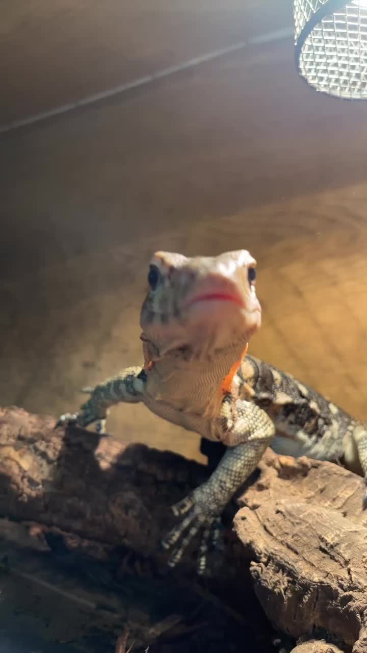 @Dobs Pets and Exotics