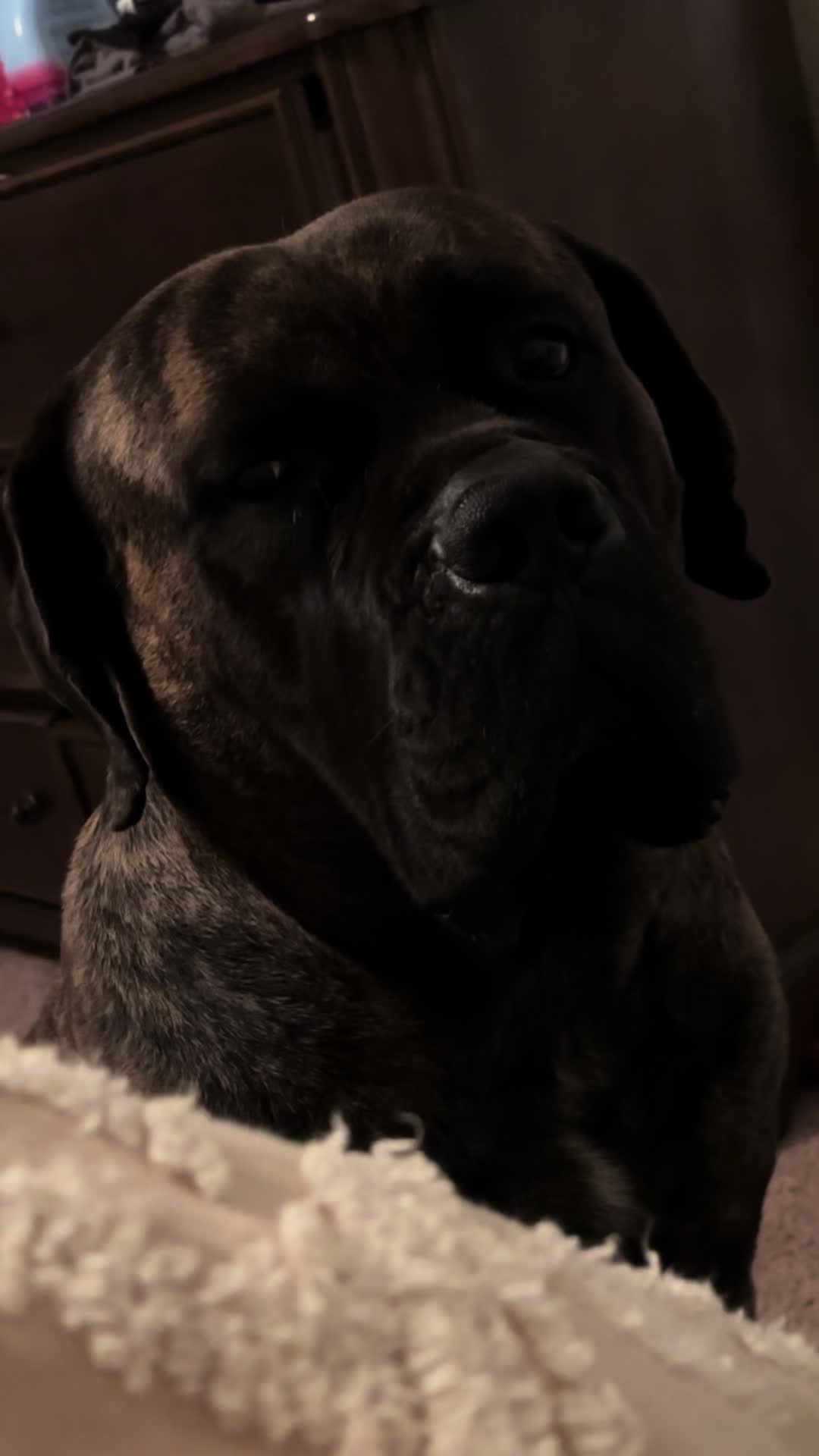 @HULK the mastiff