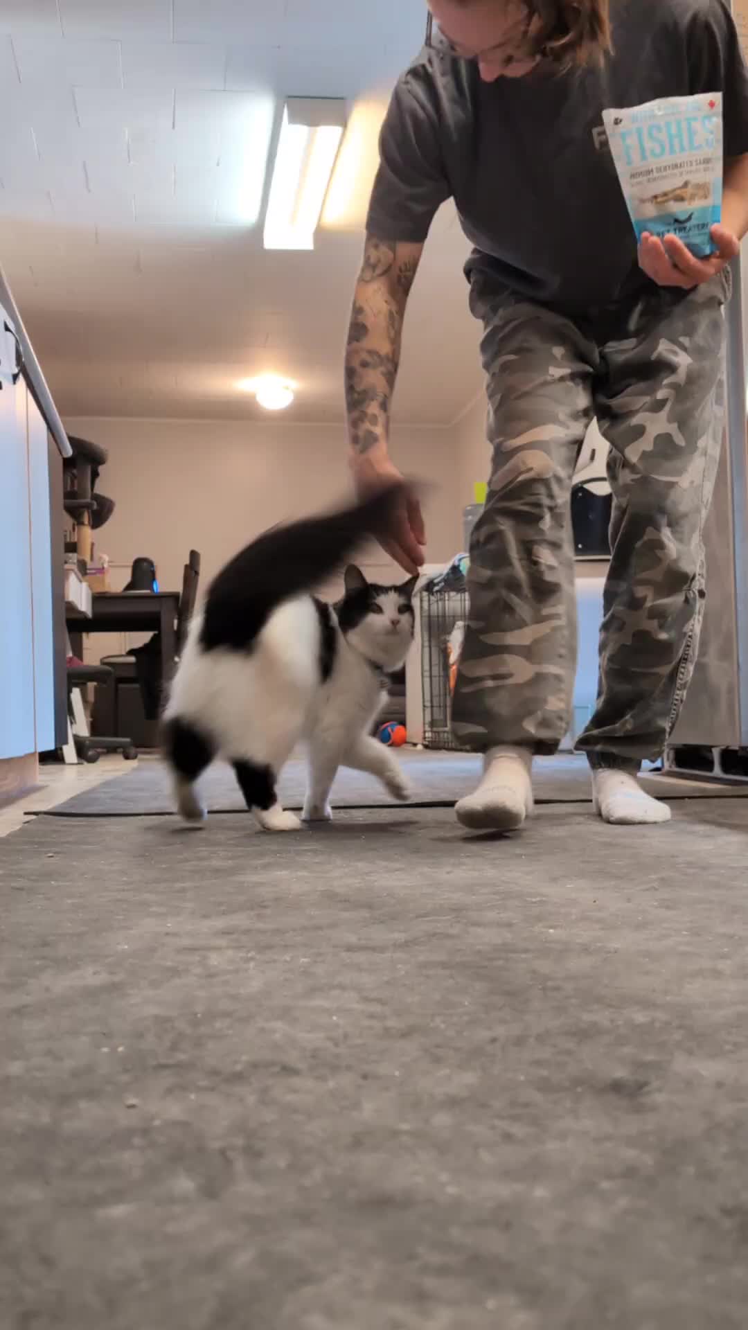 @Raw Fed Kitties 😻