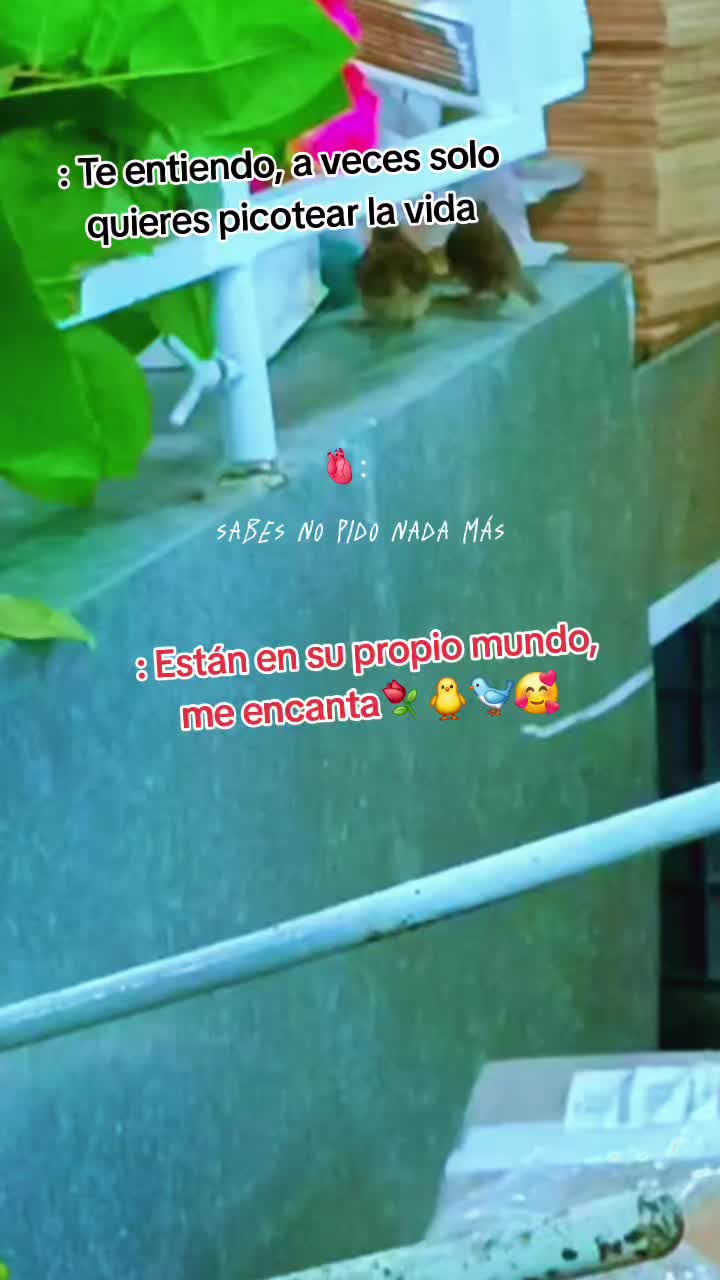 @🍃❣️mary.tuni&ntilde;at&oacute;xica.baby🖤🍃