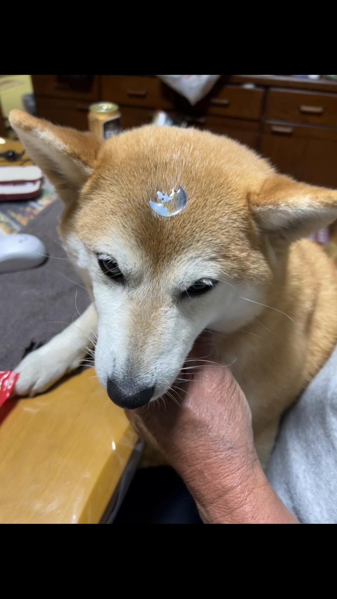 @柴犬虎徹