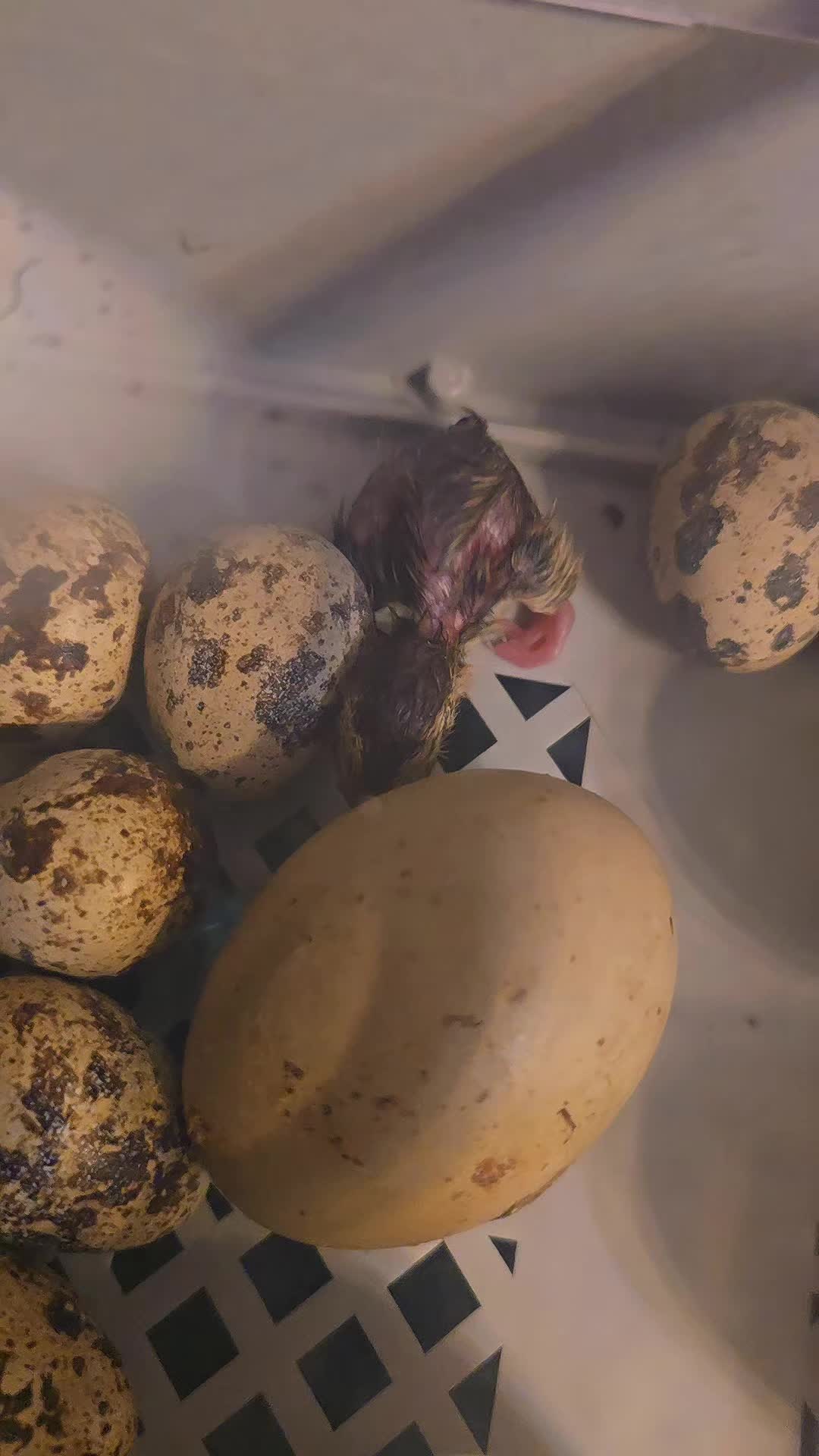 @BK | Thoughts & Taters