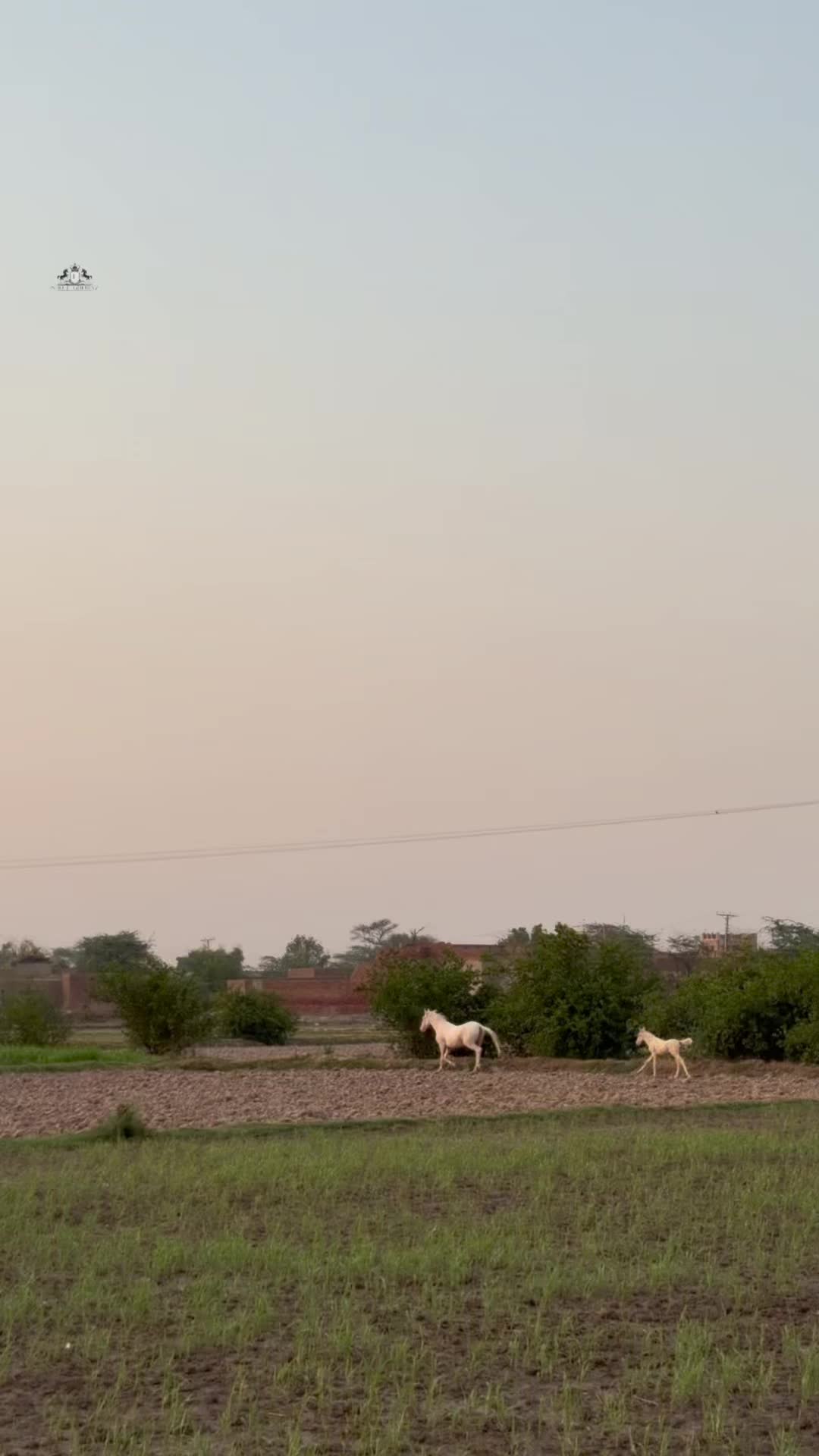 @Ishq_e_ghora 🐎