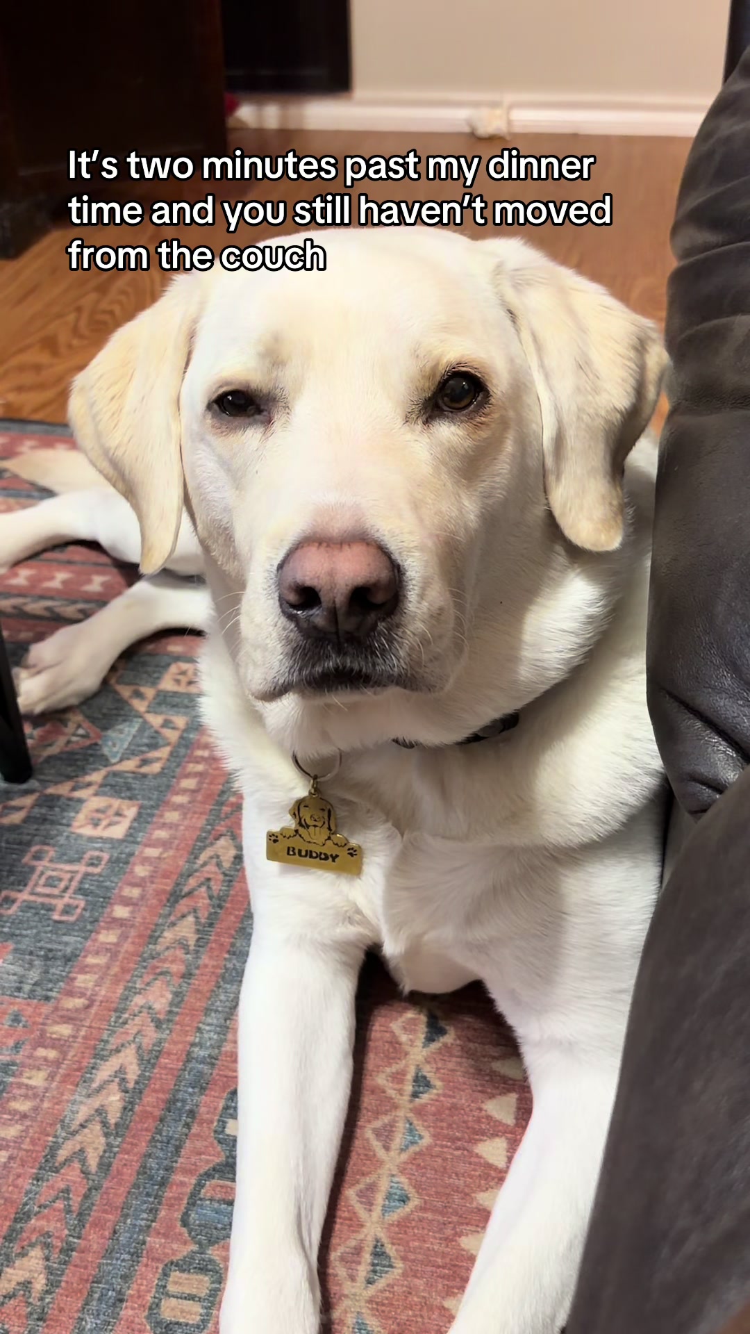 @Buddy_the_lab
