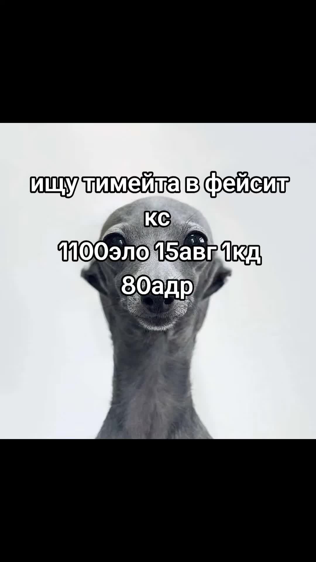 @😻🫪пчан буба🥶🥶🐢