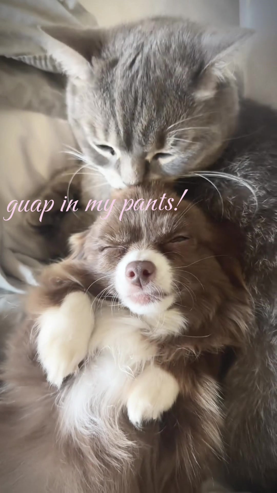 @auraful_animals