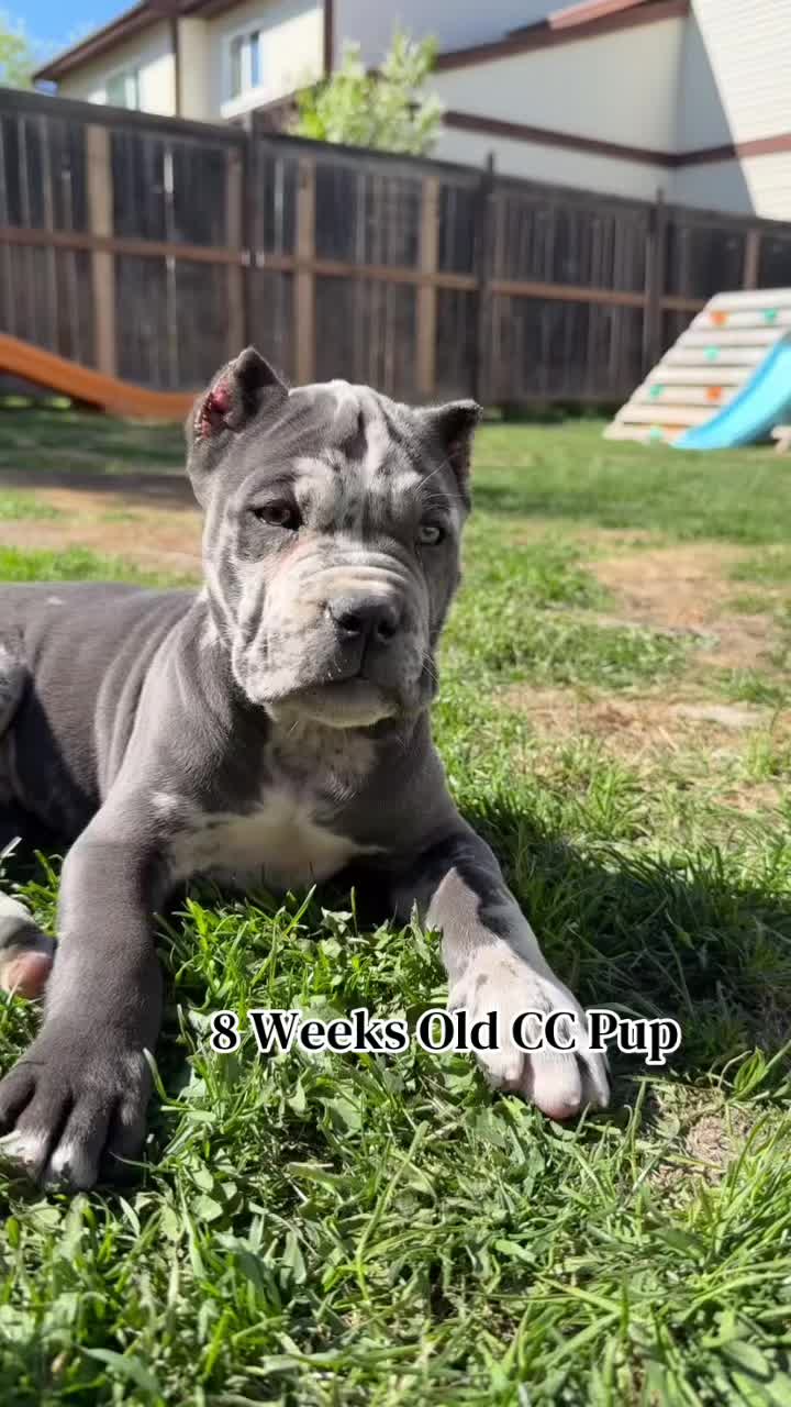 @Andrew cane corso
