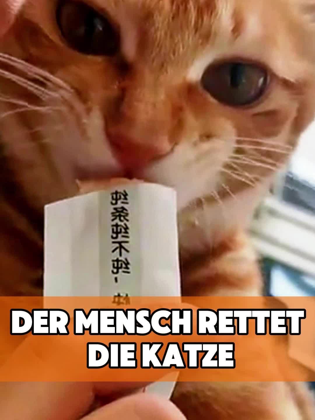 @toto_tier