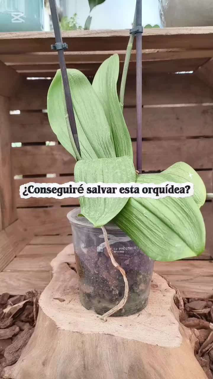 @𝑴𝒊 P𝒂𝒕𝒊𝒐𝒉𝒖𝒆𝒓𝒕𝒐