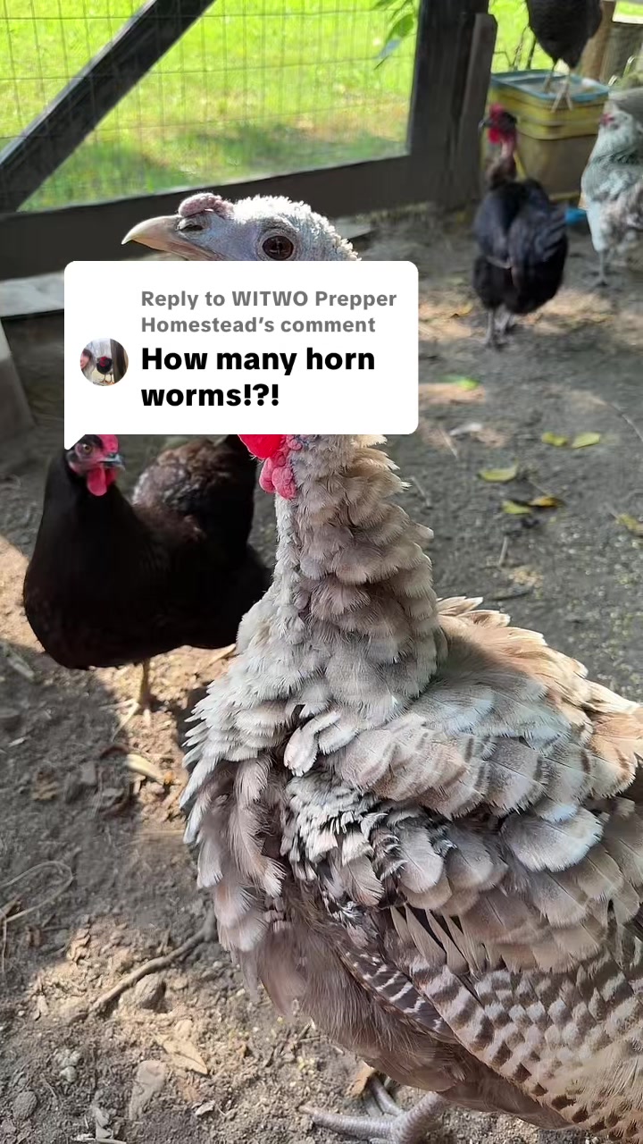 @WITWO Prepper Homestead