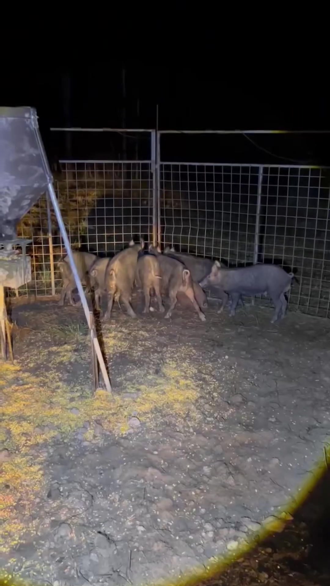 @Hog Brothers Custom Hog Traps