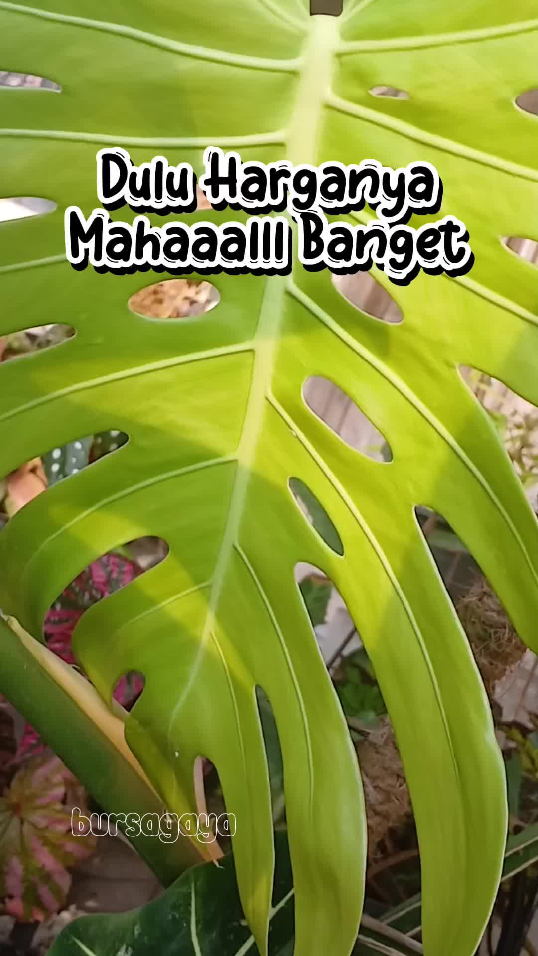 @bursagaya
