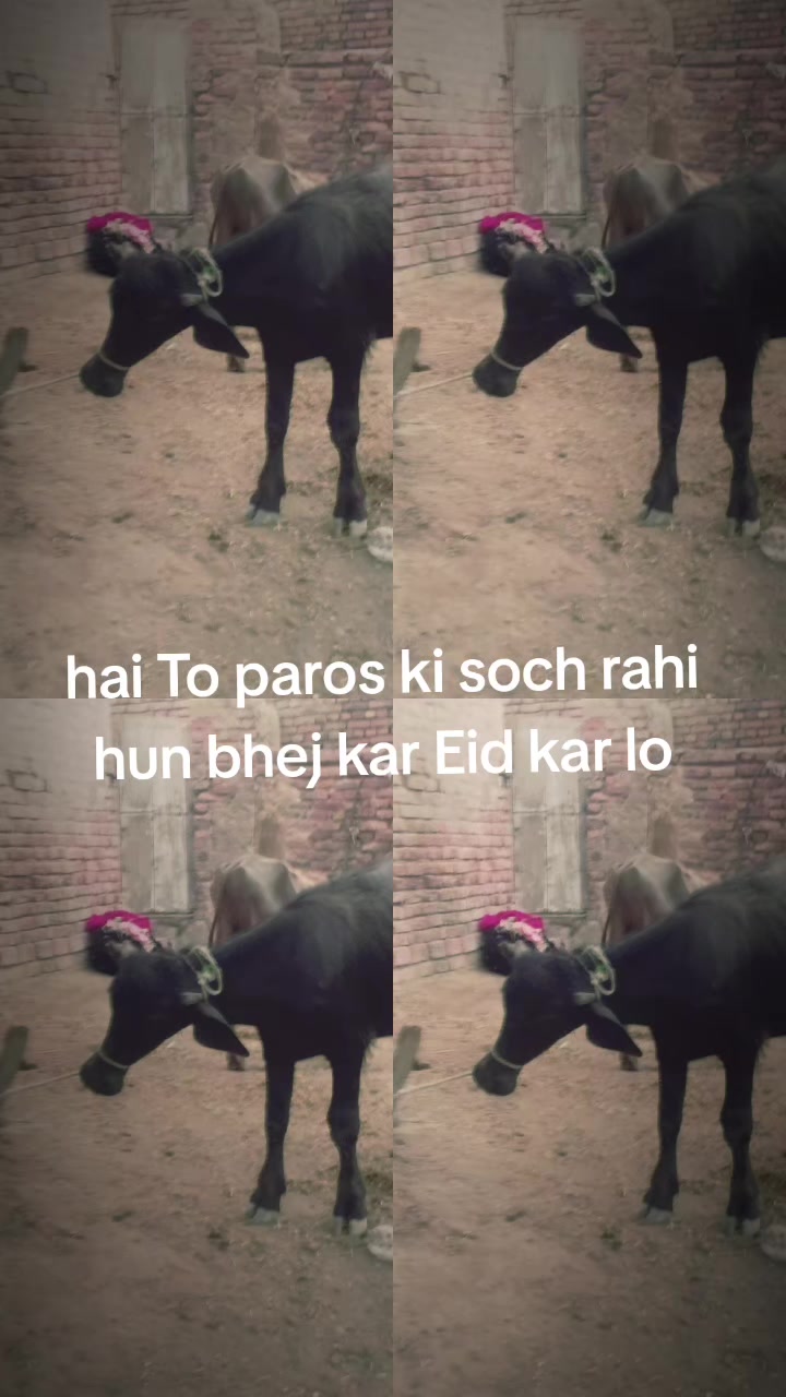 @🌹🌹sindhi Sanam Gul🌹🌹