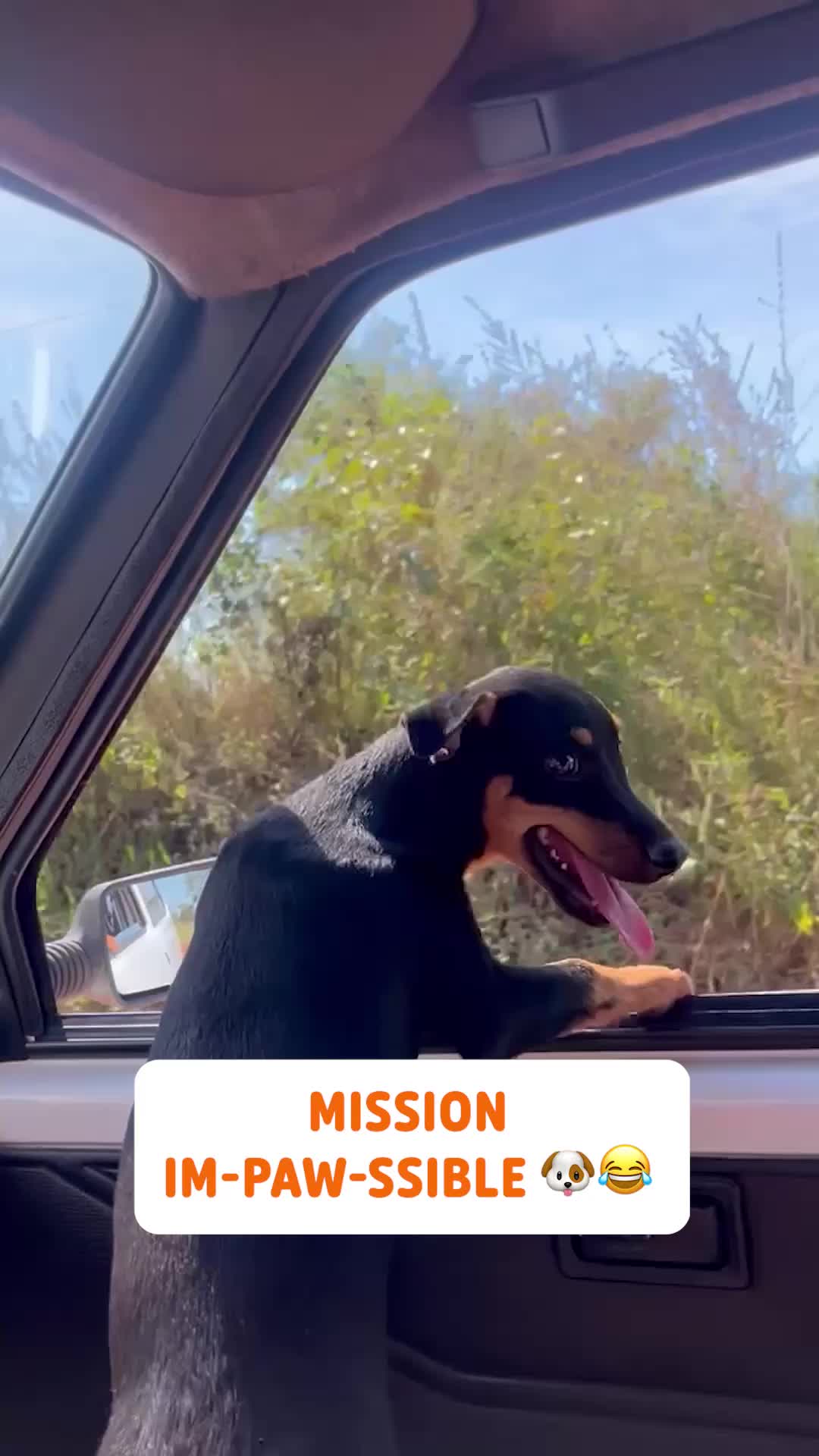 @Pawsome Pets